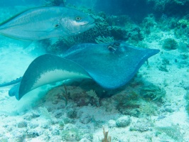Southern Stingray IMG 3042